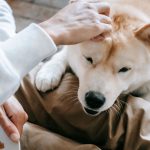 Pet Care Planning for Older Adults: Ensuring Every Beloved Companion Is Cared For