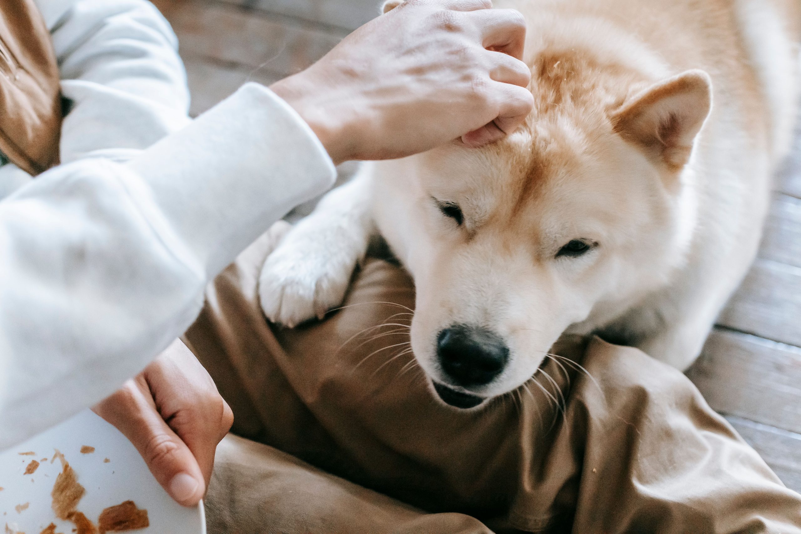 Read more about the article Pet Care Planning for Older Adults: Ensuring Every Beloved Companion Is Cared For