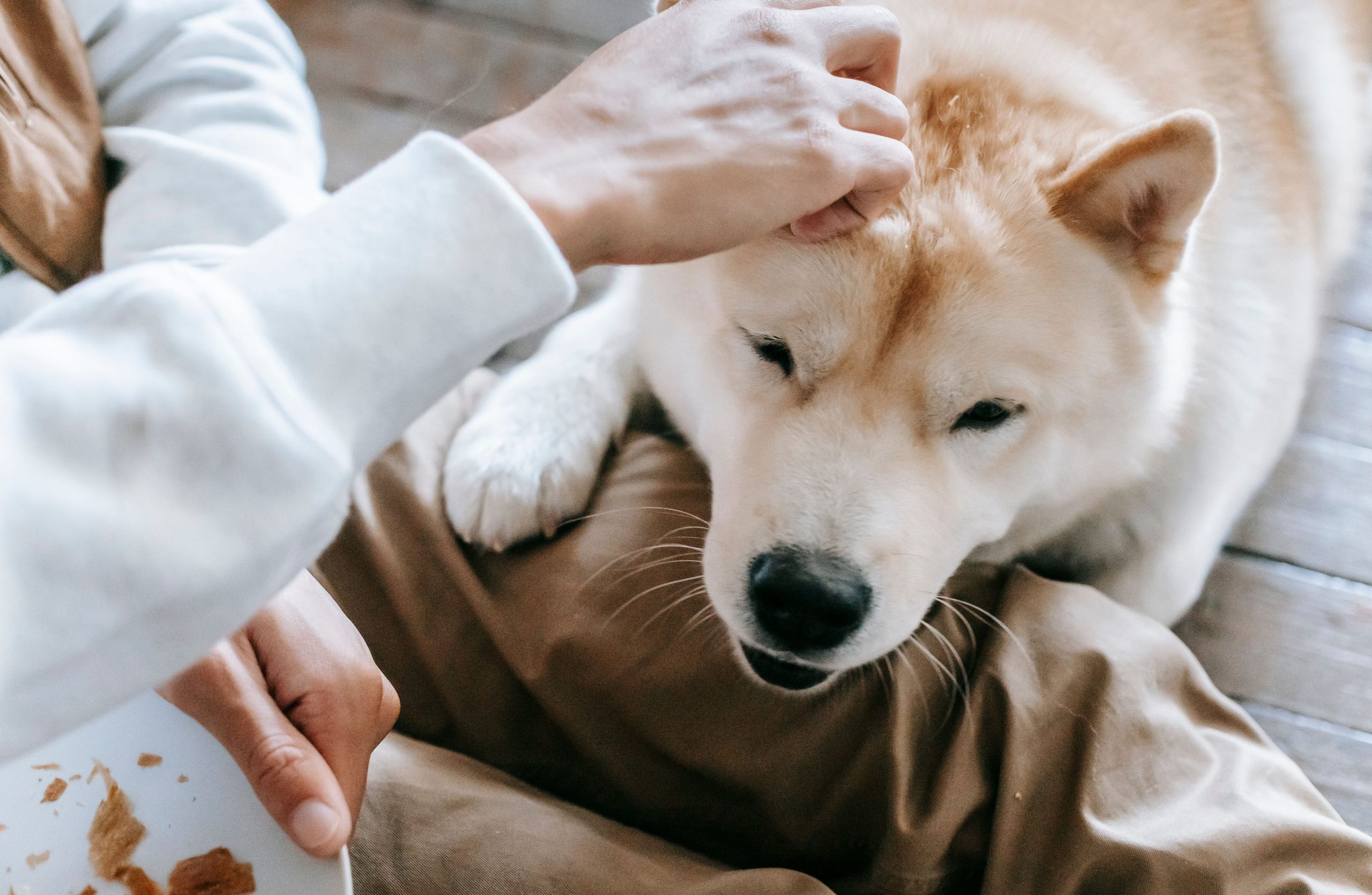 pet blog image